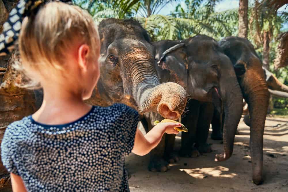 Cute,Little,Girl,Feeding,A,Group,Of,Asian,Elephants,Bananas