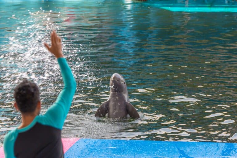 Dolphin,Show,At,Pattaya,Thailand