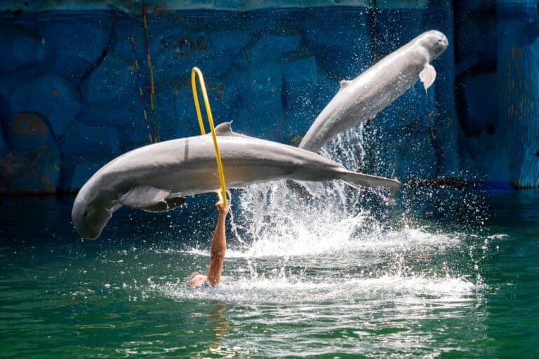 See,Dolphin,Show,At,Pattaya
