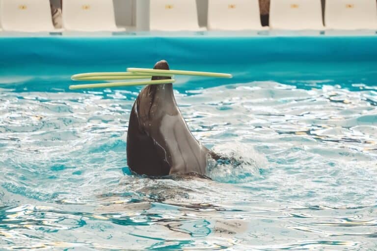 Dolphins,Showing,Performing,Dancing,Playing,Hoops,And,Having,Fun,Swimming