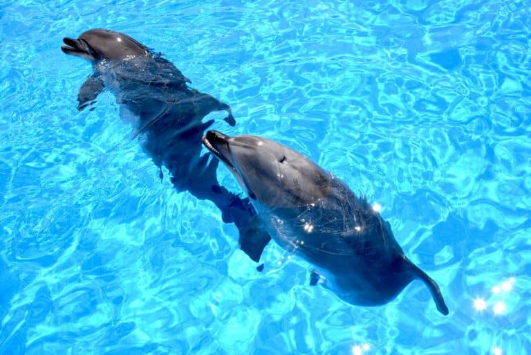 Dolphin,Playin,In,The,Water,With,Hula,Hula,And,Ball