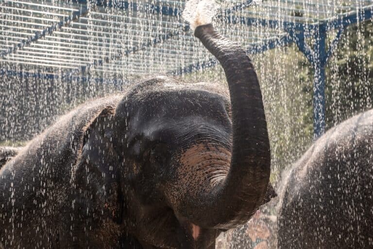 Beautiful,And,Big,Elephant.,Colorful,Summer,Day.,Big,And,Kind